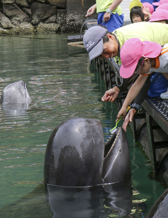 和歌山県太地町の町立くじらの博物館で披露されたクジラの歯磨き＝3日午前