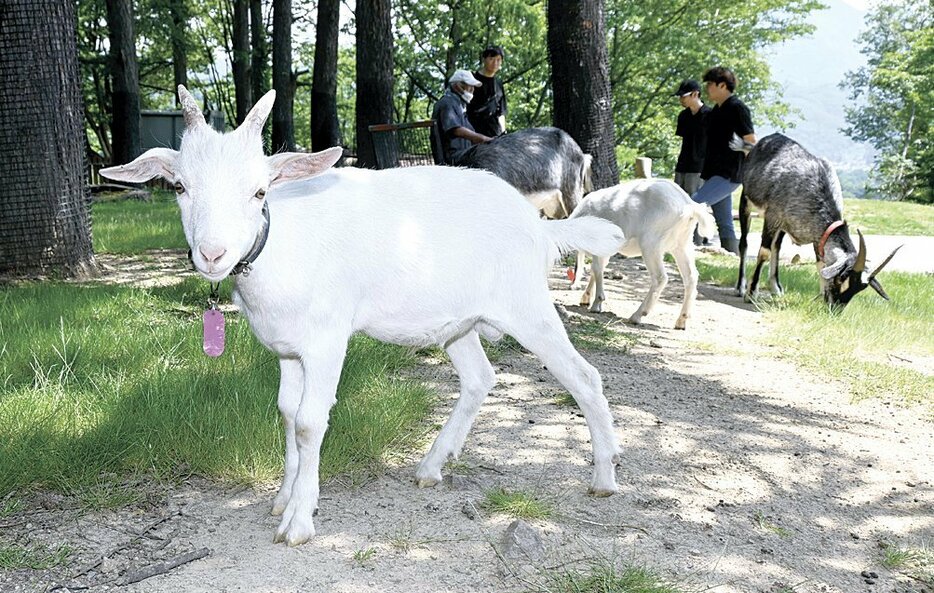 仲間入りした子ヤギ