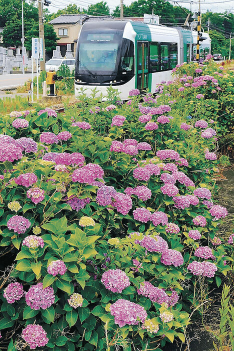 見頃を迎えたアジサイ＝富山市蓮町