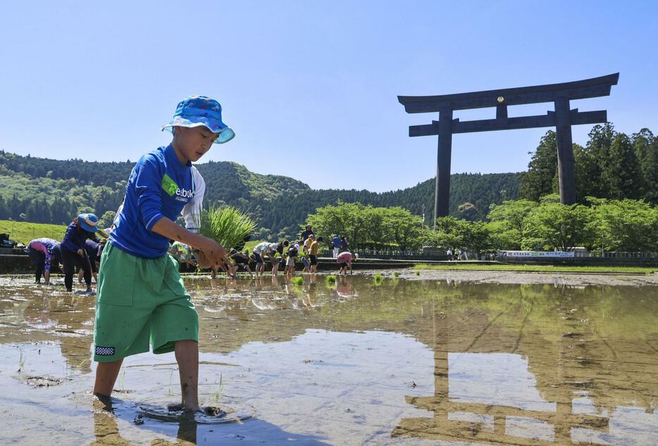 大鳥居前の水田で田植えをする子ども＝5月5日、和歌山県田辺市