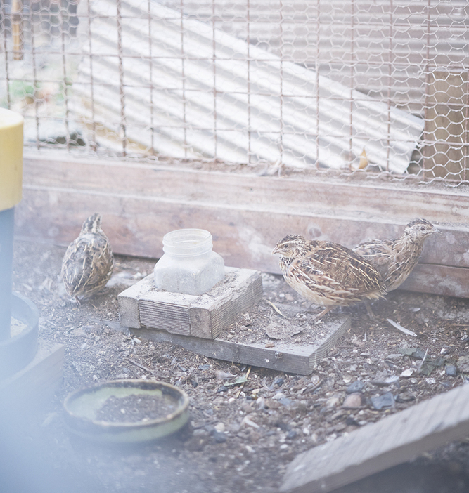 大村さんと川村さんは、庭の一角でうずらを飼育。虫を食べてくれ、フンは肥料となる。毎日卵を収穫できる喜びも。
