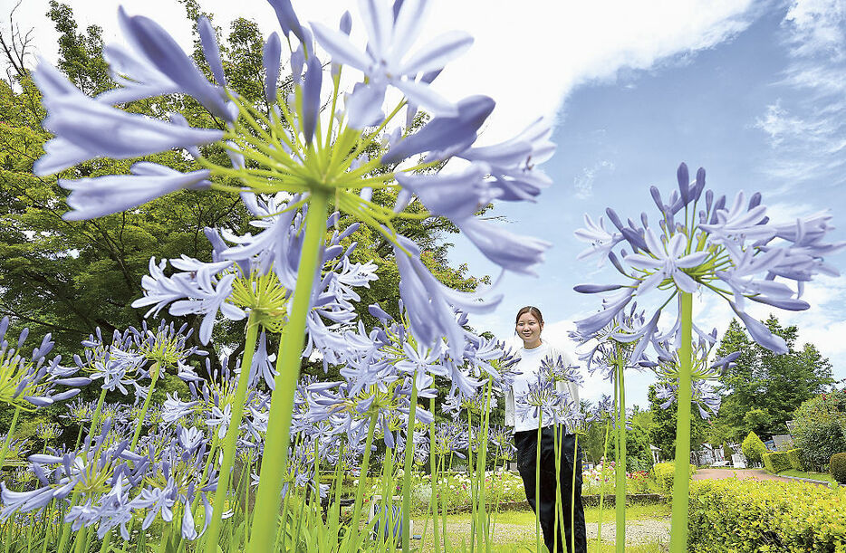 青空の下で咲き誇るアガパンサス＝伊豆市の観光施設「修善寺虹の郷」