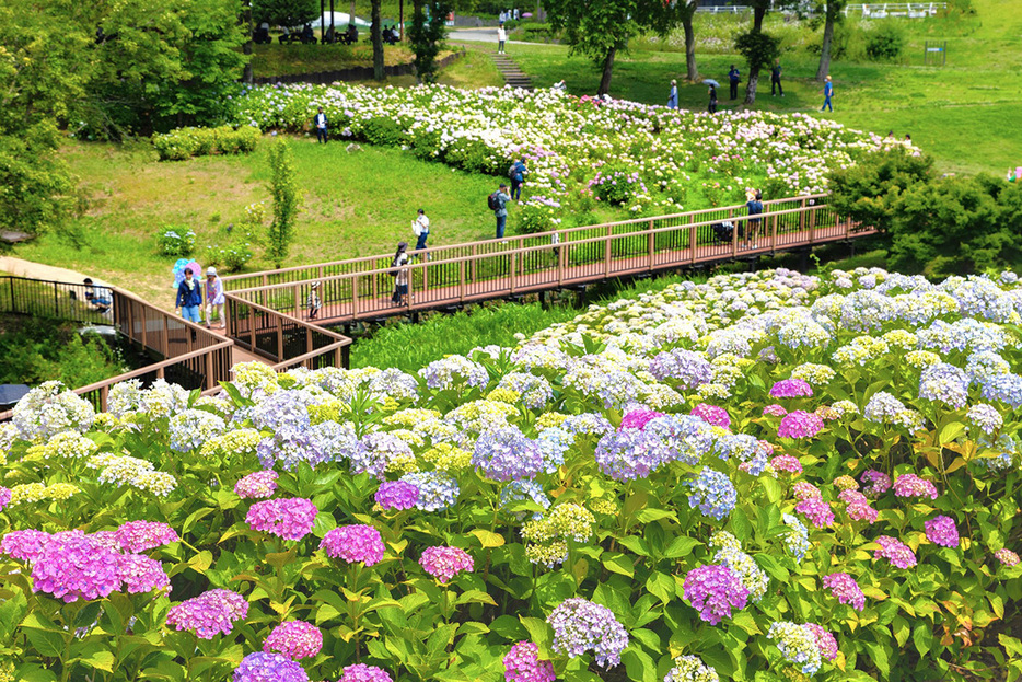 あじさい苑の風景