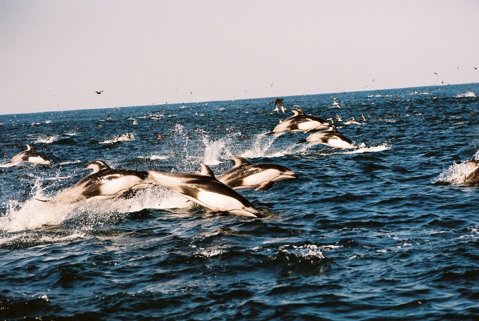 海上を勢いよく飛び跳ねるカマイルカの大群