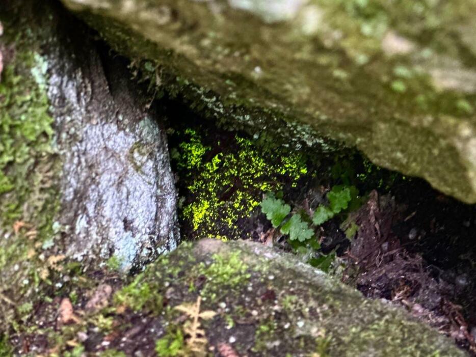 石垣の隙間の奥に見ることができる、準絶滅危惧種に指定されているヒカリゴケ