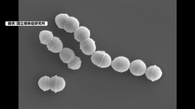 人食いバクテリアと呼ばれる「劇症型溶連菌」