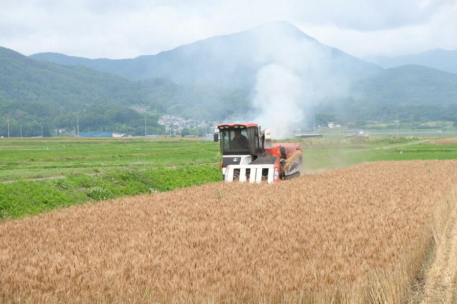 収穫の時季を迎えた小麦の畑