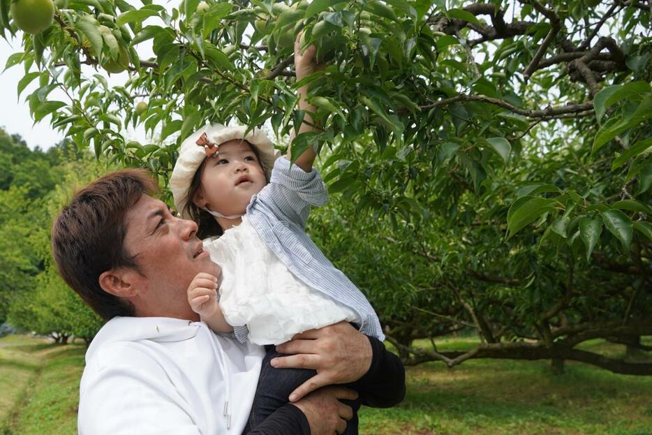 大粒の梅の実を収穫する子ども