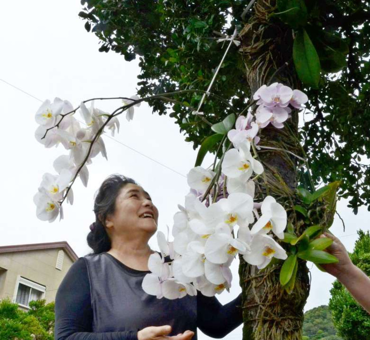 街路樹に着生し、見頃を迎えたコチョウラン＝奄美市名瀬大熊町