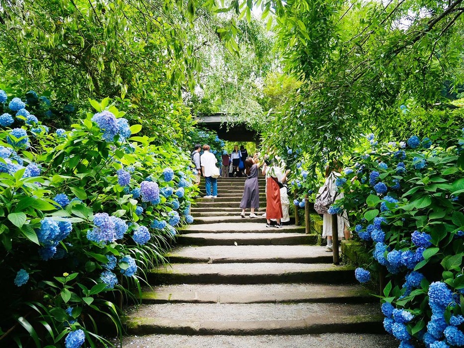 この紫陽花に囲まれた山門あたりが撮影スポットとして有名！