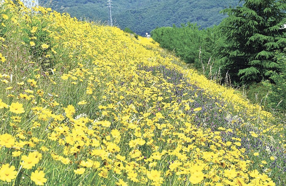 見渡す限りオオキンケイギクの花で埋め尽くされている梓川左岸の堤防