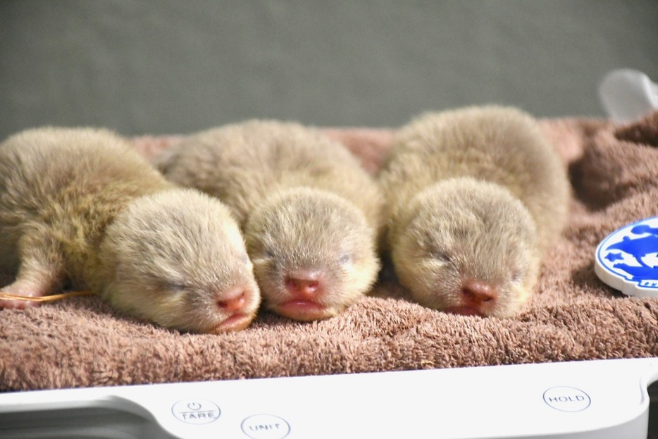 サンシャイン水族館で誕生したコツメカワウソ3兄弟（写真は生後9日目の様子）