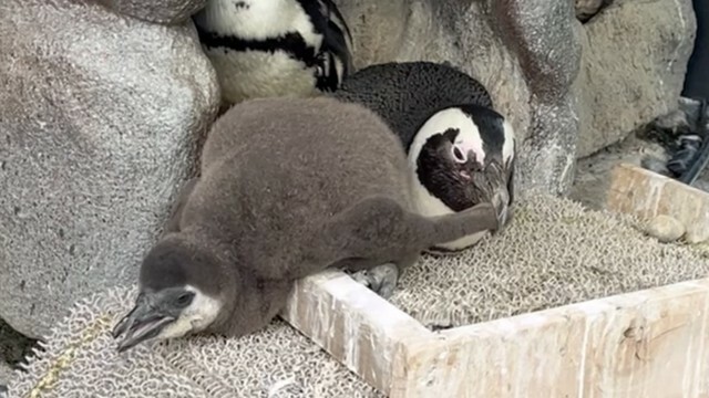 ヒナの翼をつかむ父親ペンギン