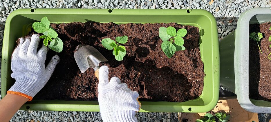 プランター菜園は手軽にだれでも始められる