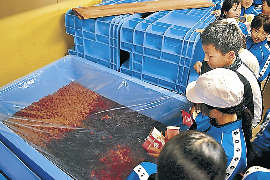 梅干しのつけ込み作業を見学する児童＝氷見市稲積