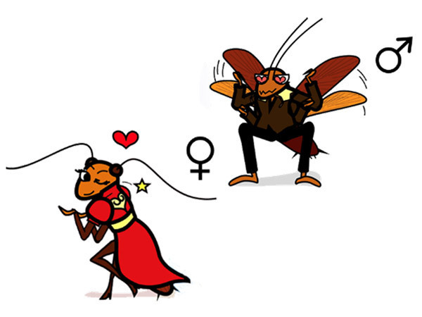 ワモンゴキブリのメスが出すフェロモンによるオスの求愛行動を解明した（イラスト・松本千尋）