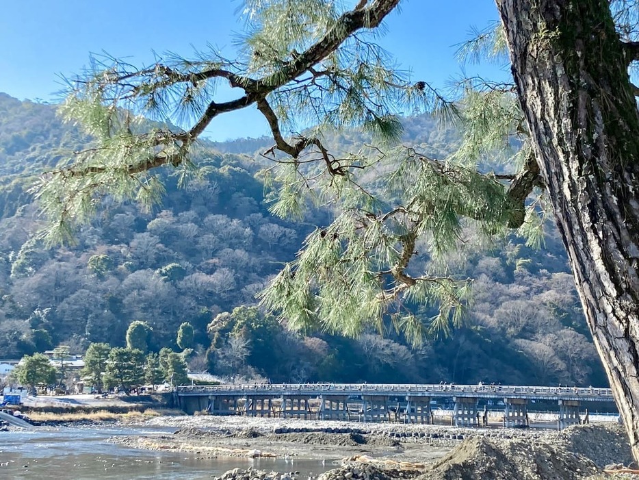 平安貴族の別荘地だった嵐山。渡月橋の周辺には、今も松の木が多い（撮影◎筆者）
