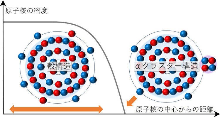 チタン48の原子核構造の概念説明。球は赤が陽子、青が中性子。原子核の中心からの距離（横軸）により構造が変わり、ごく外側では「アルファ（α）クラスター構造」を持つことが分かった（大阪公立大学提供）