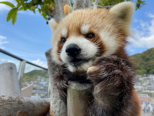 提供：周南市徳山動物園