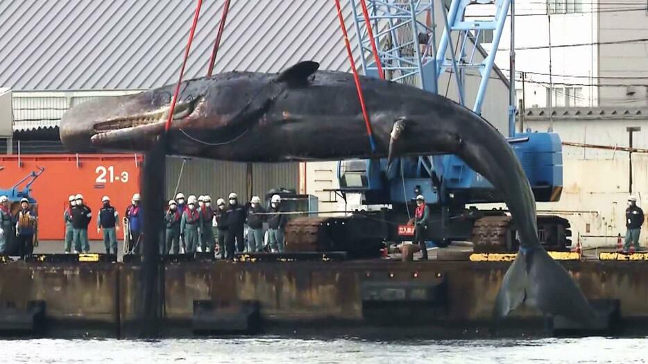 クジラの死骸処理の様子