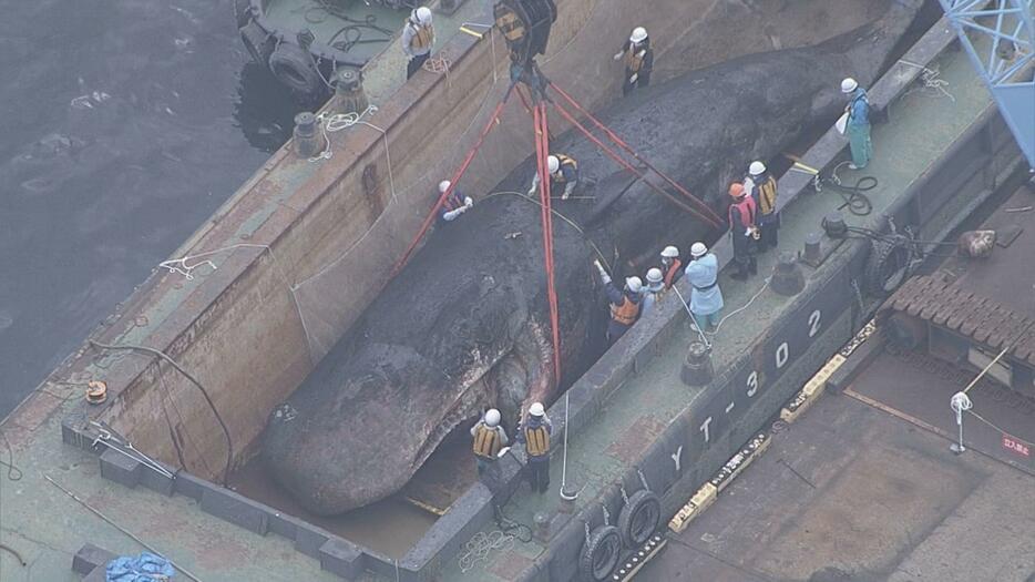 大阪湾の海底に沈められたクジラの死骸