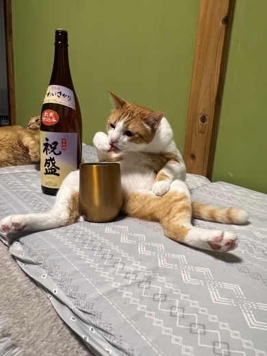 日本酒飲んでる？
