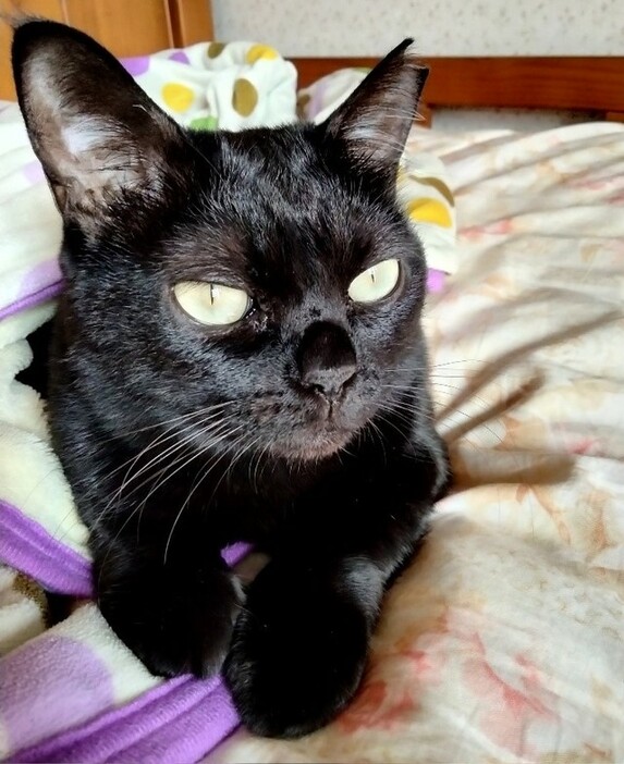 黒猫のタケちゃん