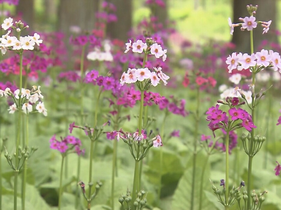 見ごろを迎えたクリンソウの花 岐阜県高山市の山野草花園