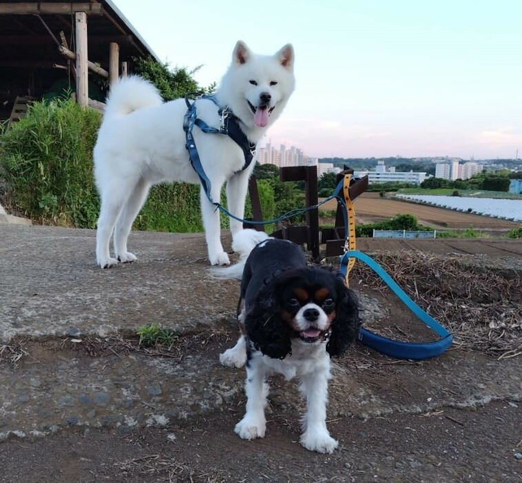 預かりさんの先住犬たちと海岸を散歩するハク。写真提供：ワタシニデキルコト