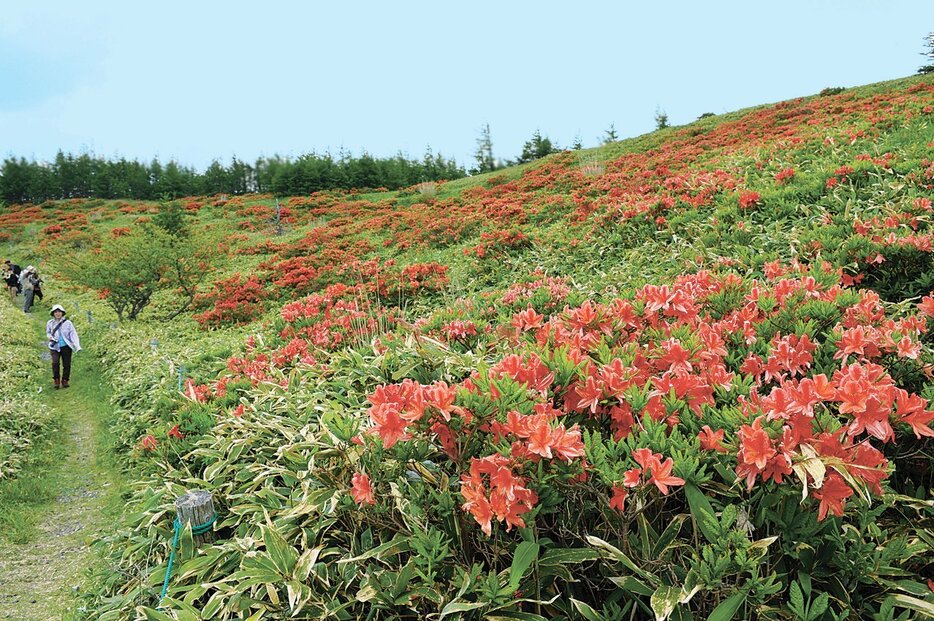 見頃を迎えた焼山付近のレンゲツツジ