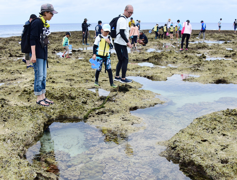 サンゴと海の生き物の観察を楽しむ参加者ら＝8日、鹿児島県知名町の沖泊海浜公園