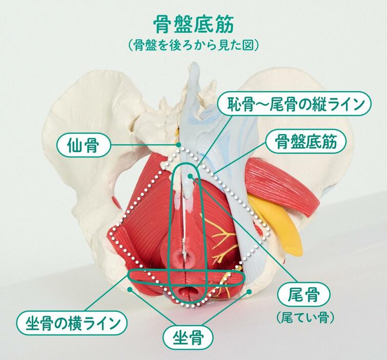 骨盤を後ろから見た図