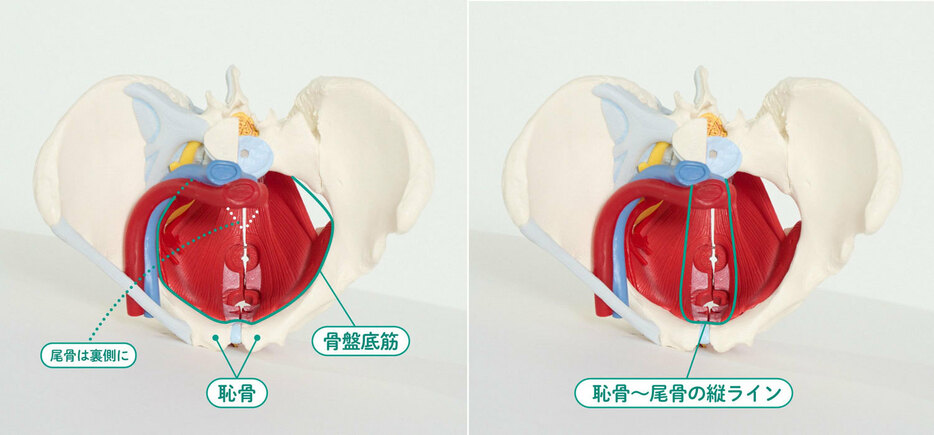 骨盤を前から見た図