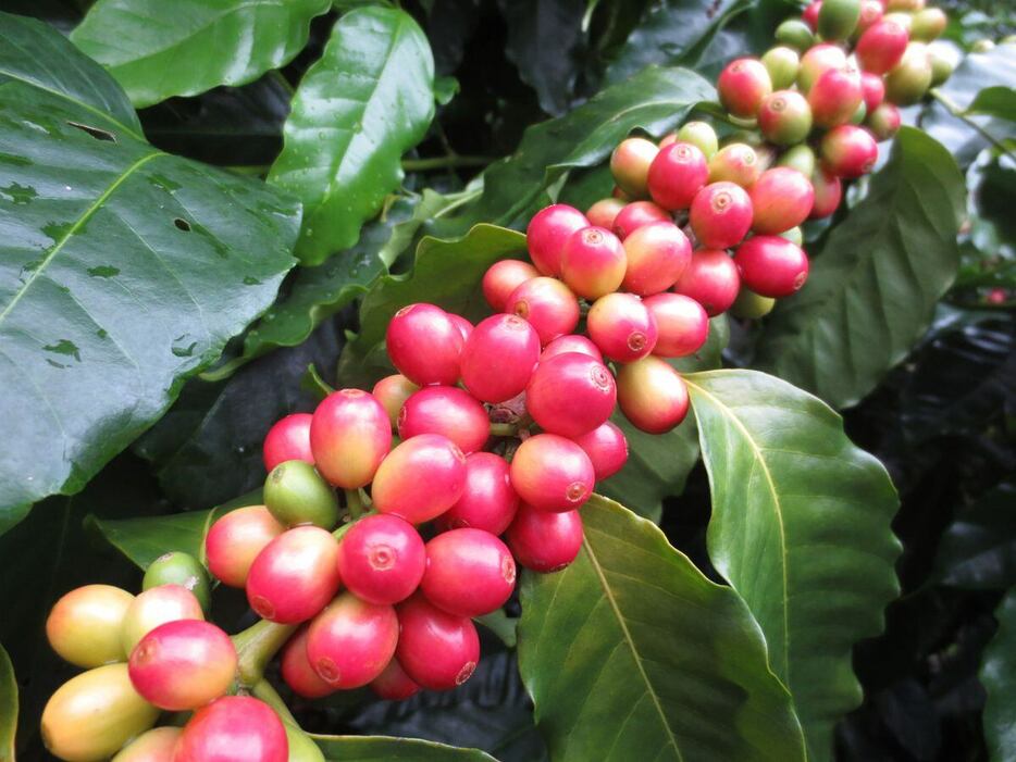 野瀬農園で栽培されているコーヒー豆（野瀬農園提供）