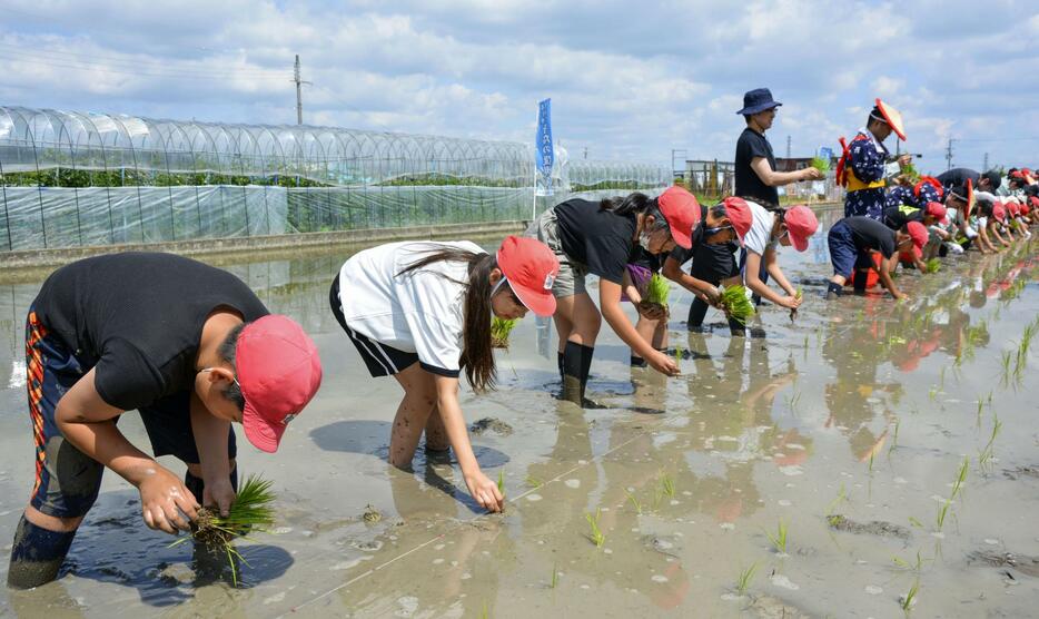 「奇跡の復興米」の苗を植える子どもたち＝3日午前、大阪府富田林市