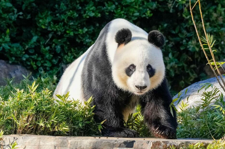 ジャイアントパンダの雄ワンワン＝16日、オーストラリア南部のアデレード動物園（ロイター＝共同）