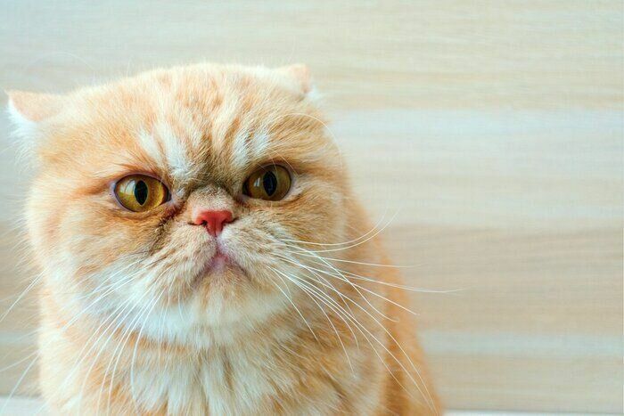 怒っているような顔をする猫