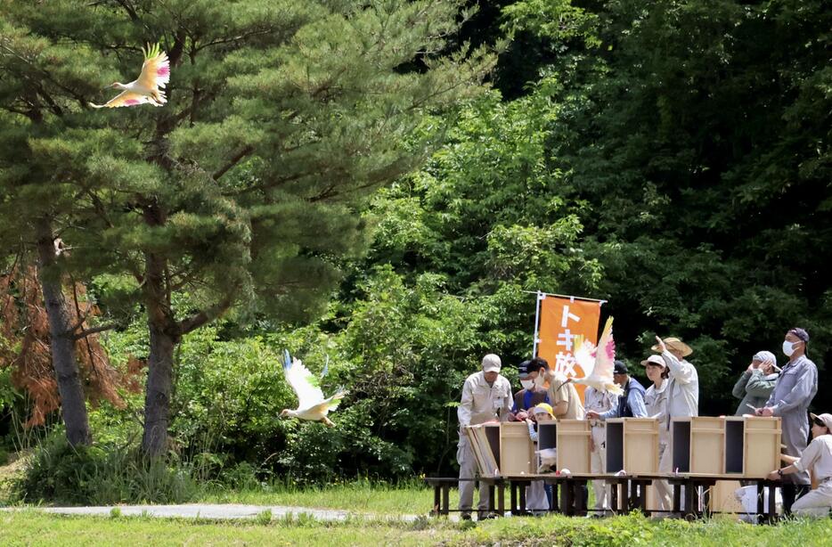 新潟県佐渡市で放鳥された国の特別天然記念物トキ＝4日午前