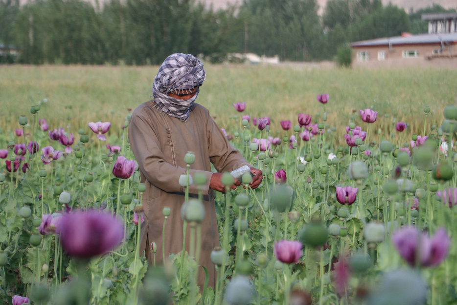 アフガニスタン・バダフシャン州のケシ畑で収穫作業を行う労働者（2024年5月22日撮影）。【翻訳編集】 AFPBB News
