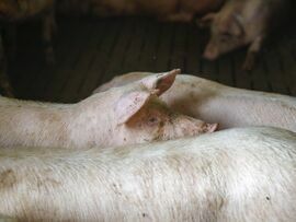 A pig farm in Ohrenbach, Germany. Photographer: Alex Kraus/Bloomberg