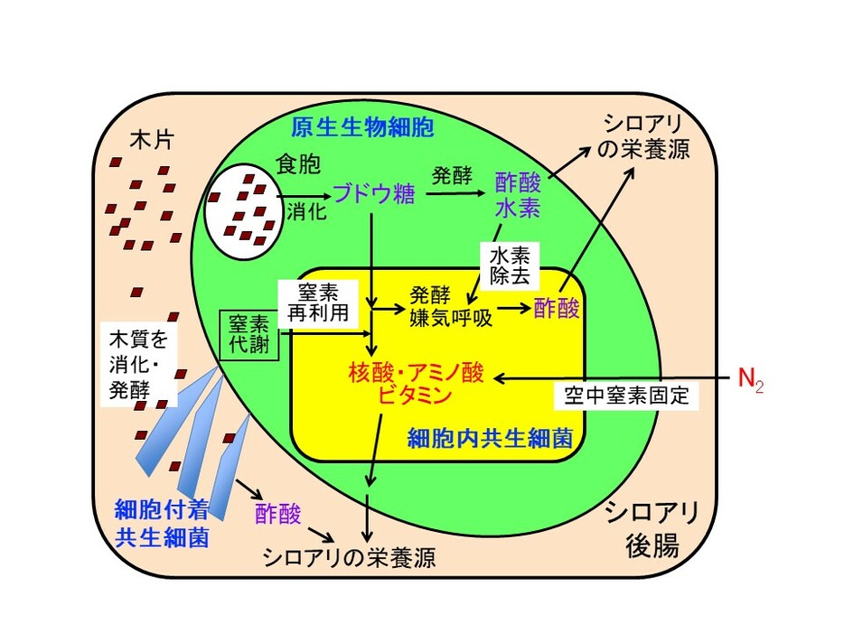 シロアリ腸内原生生物とその細胞内・細胞付着共生細菌の役割の模式図（後ほど詳しく解説します）