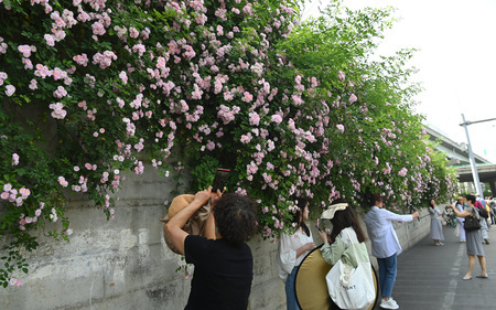 成都市の街で咲いているバラの写真を撮る若者たち（2024年4月12日撮影、資料写真）。