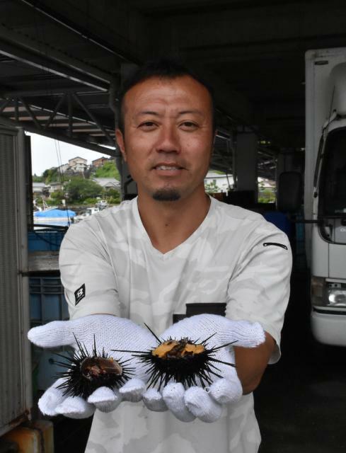 細島港沖で取れ畜養したムラサキウニを手にする高田一人さん