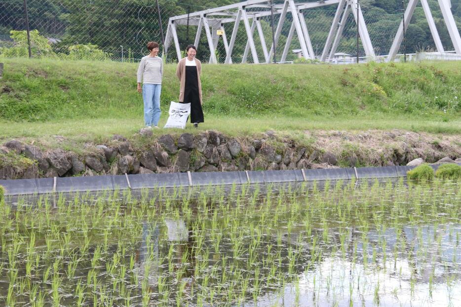 下水汚泥肥料を使った水田＝長野県富士見町