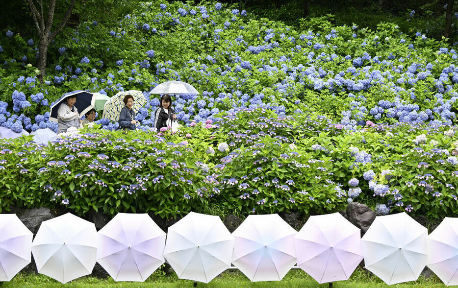 雨の中、咲き誇るアジサイを傘を差して楽しむ人たち＝21日午後、袋井市の法多山尊永寺