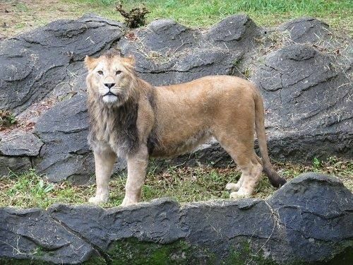 オスライオン・レグルス（提供：名古屋市東山動植物園）