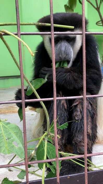 アビシニアコロブスのアポロン（提供：名古屋市東山動植物園）