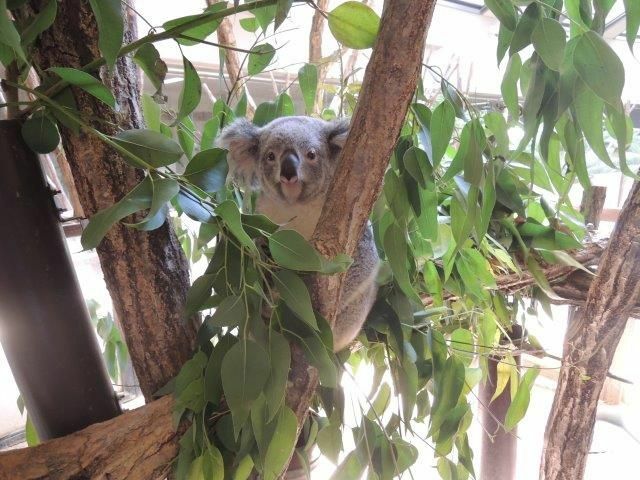 コアラのおもち（提供：名古屋市東山動植物園）