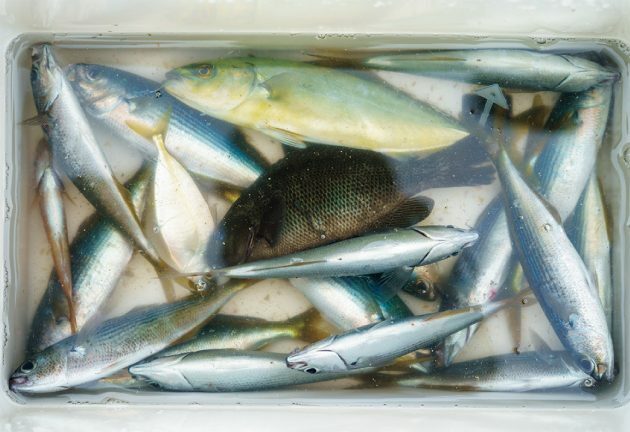 釣った魚は海水を入れたクーラーボックスへ。釣りたての魚は美しく輝いていて、まさに新鮮そのもの。