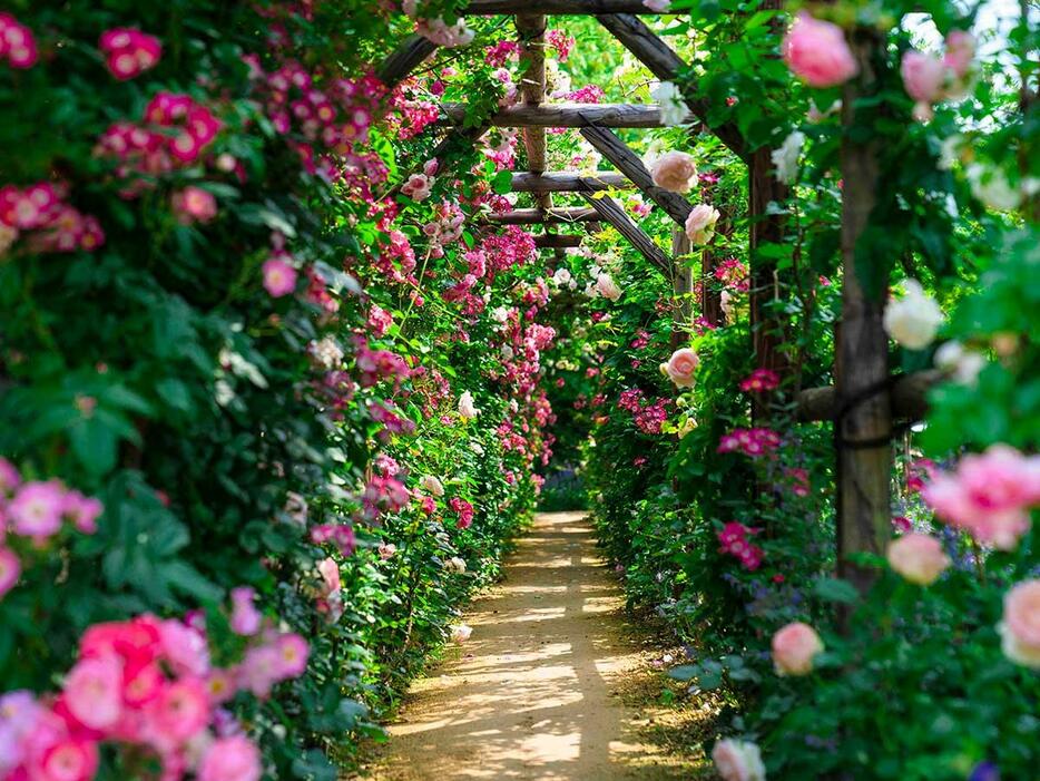 「ロイズ ローズガーデンあいの里」のバラのトンネル